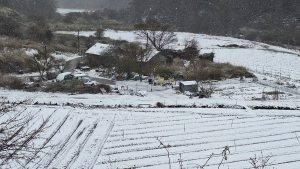 隨著寒流威力持續增強，27日清晨的雪勢不斷加大，勝光派出所至思源埡口一帶的積雪逐漸加厚