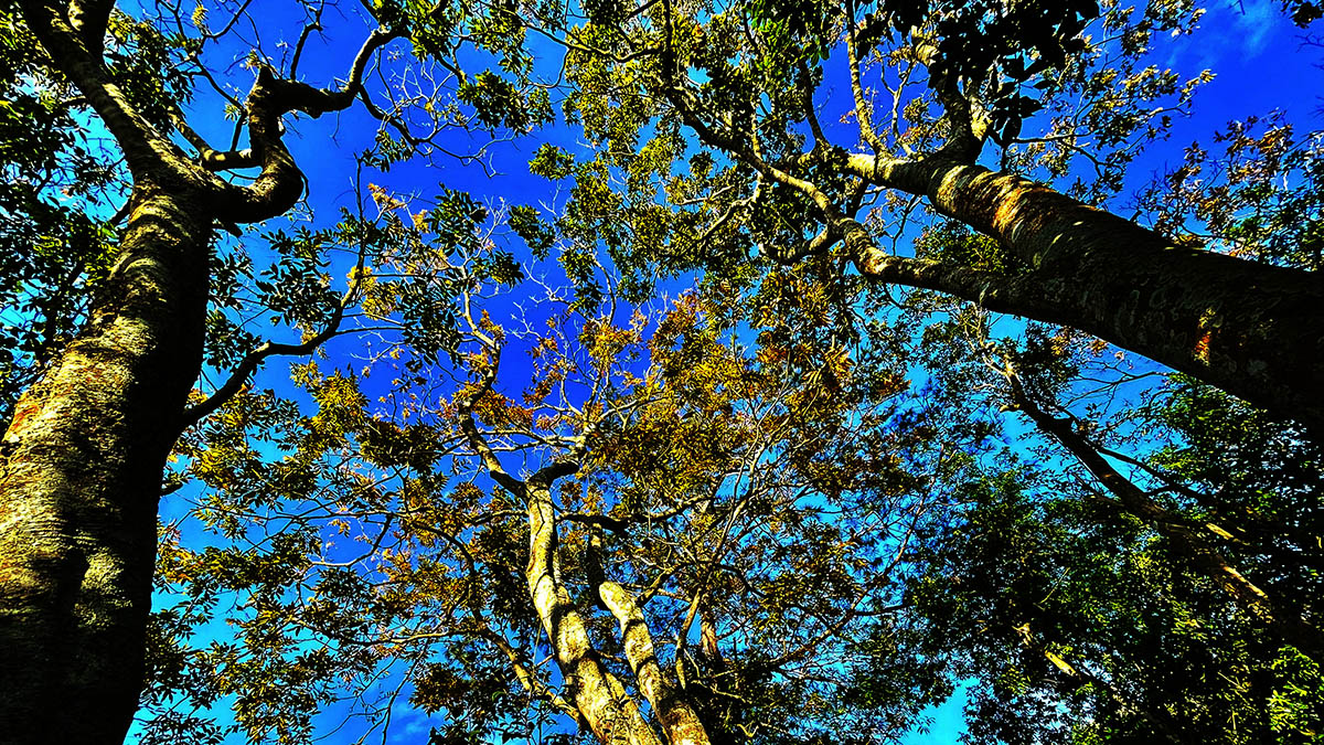 無患子的橙黃在森林中十分亮眼