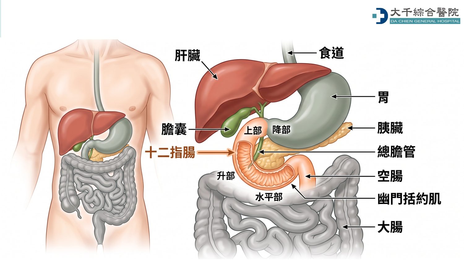 大千綜合醫院外科部主任馮啟彥主任表示，一般腹部鈍挫傷多是肝臟或脾臟裂傷出血，十二指腸較為罕見。（圖／大千醫院提供）