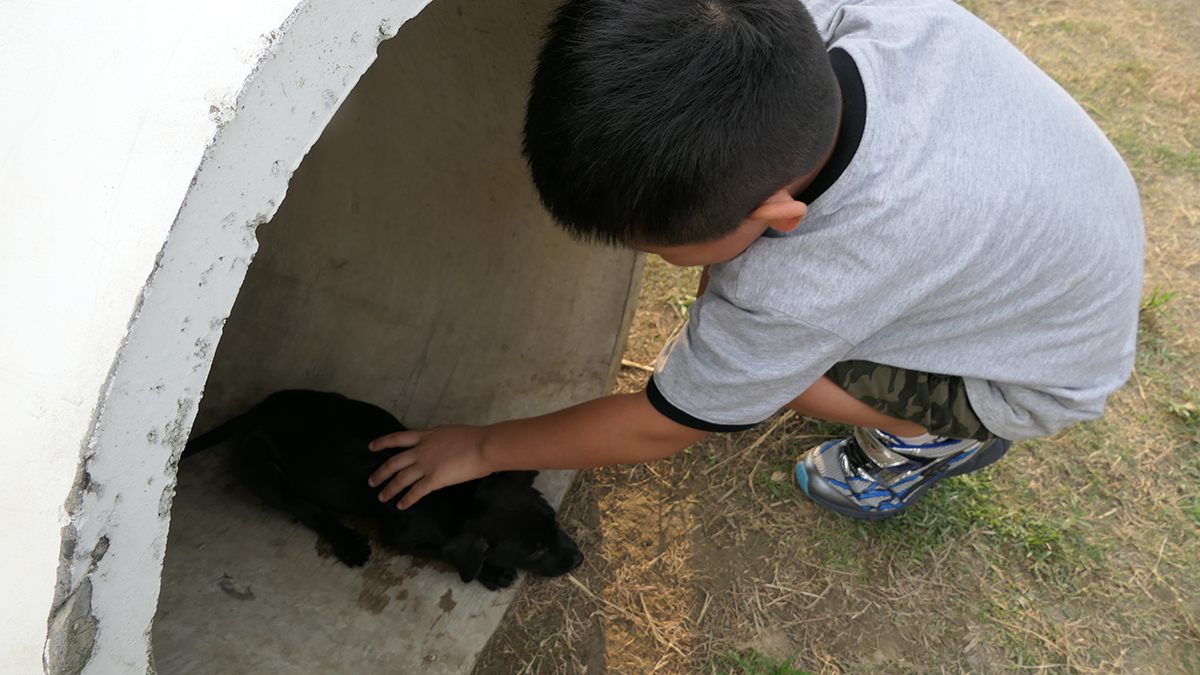 全台犬貓數突破320萬隻，家貓首度超越家犬，動保議題成2026選戰焦點。